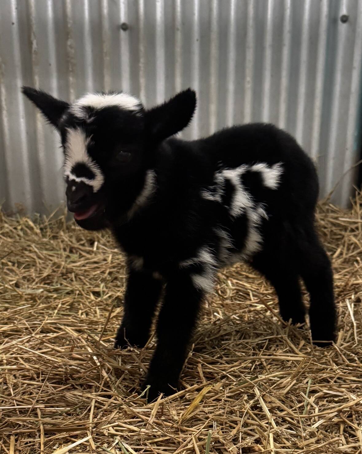 Noble – Nigerian Dwarf Wether for Sale in Texas | Shady Paddock Farm